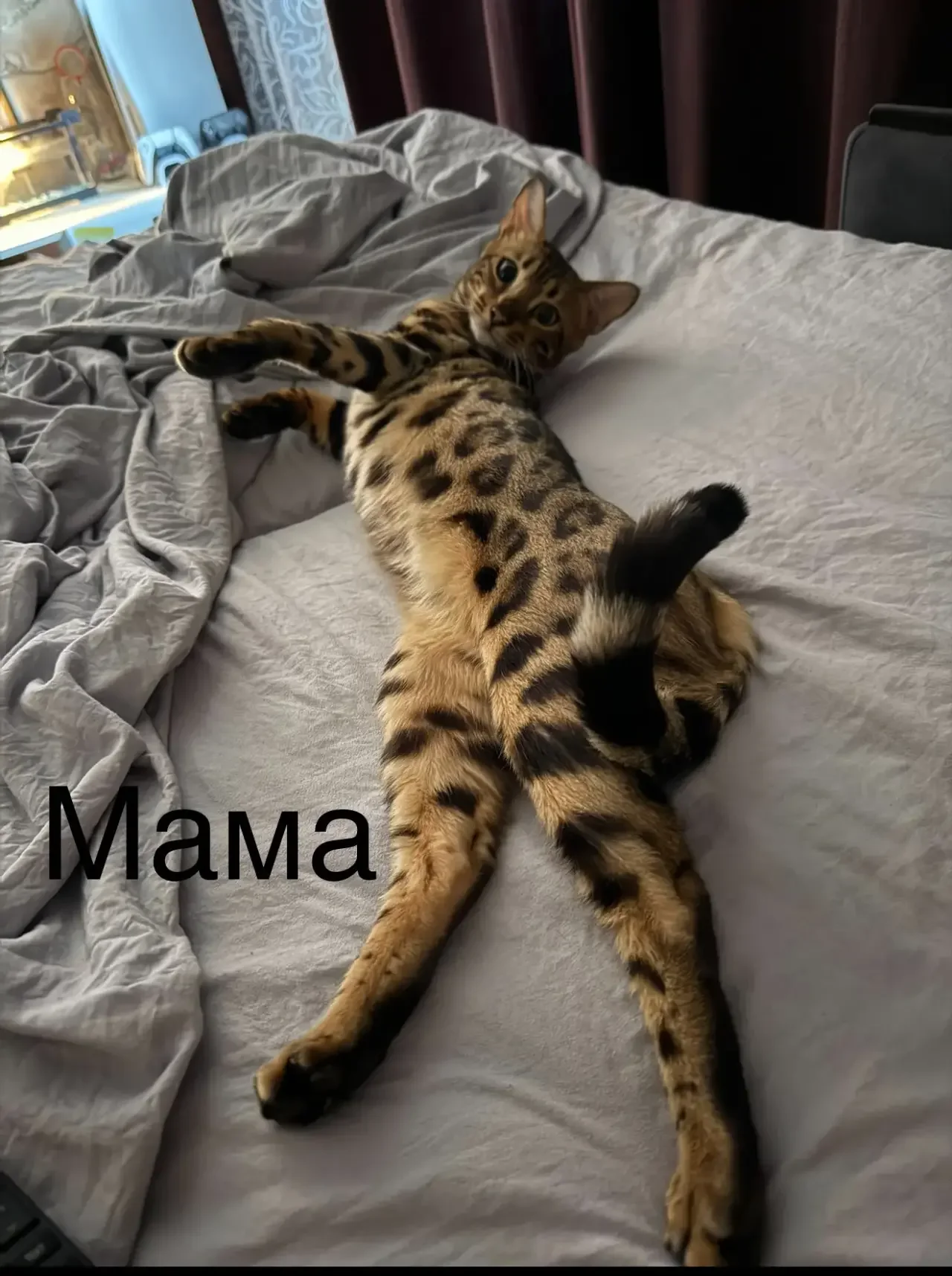 Бенгальский котенок - миниатюра 9