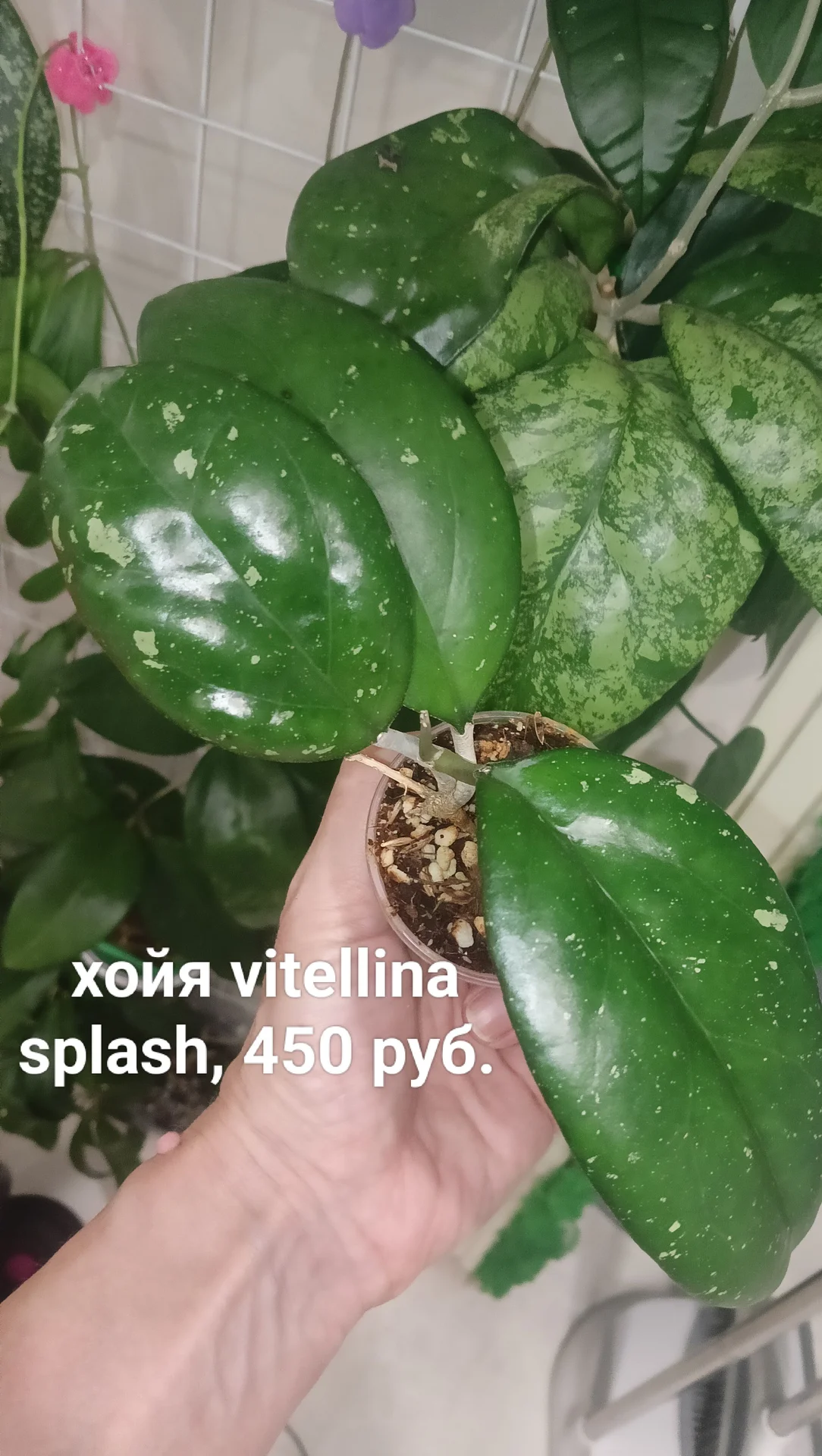 Хойи укоренные - миниатюра 3