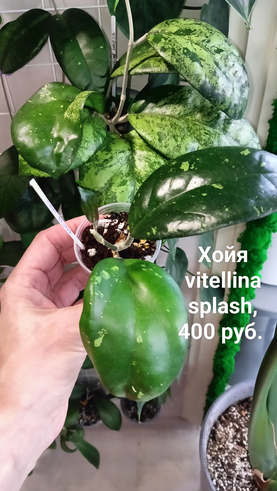 Хойи укоренные - миниатюра 5