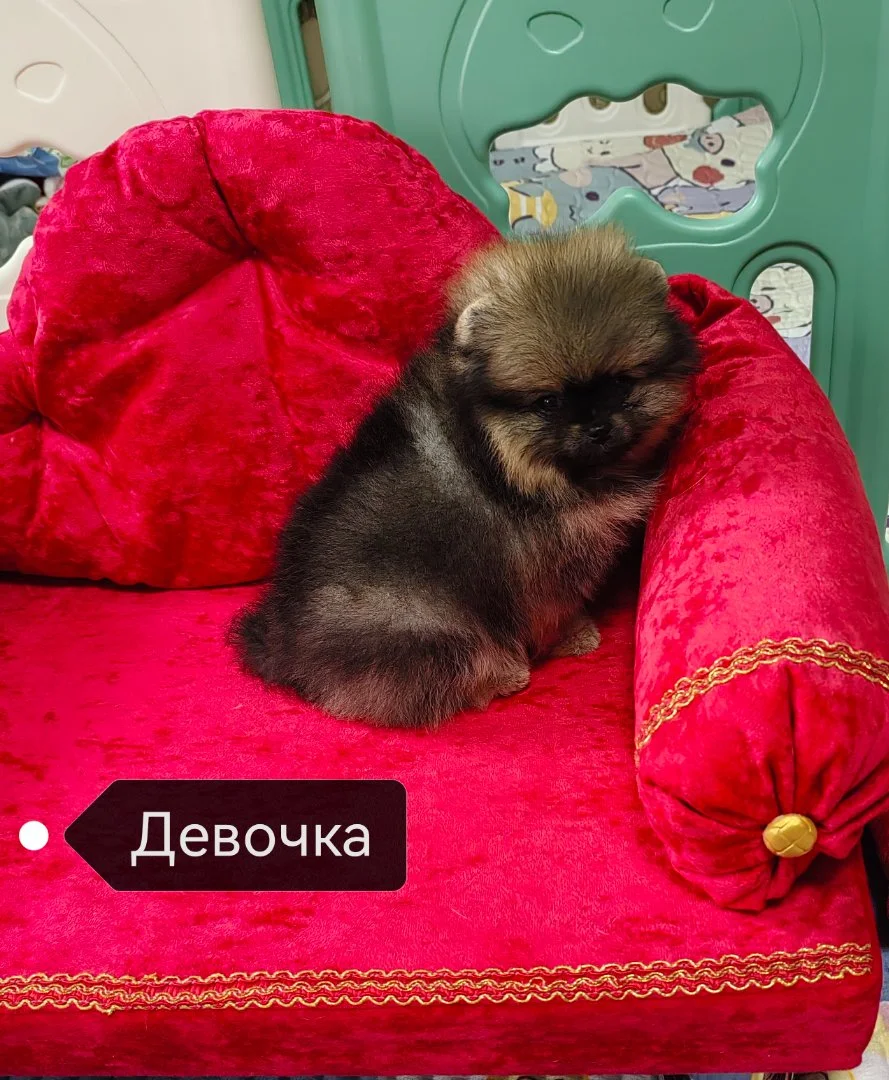 Померанский шпиц - миниатюра 2