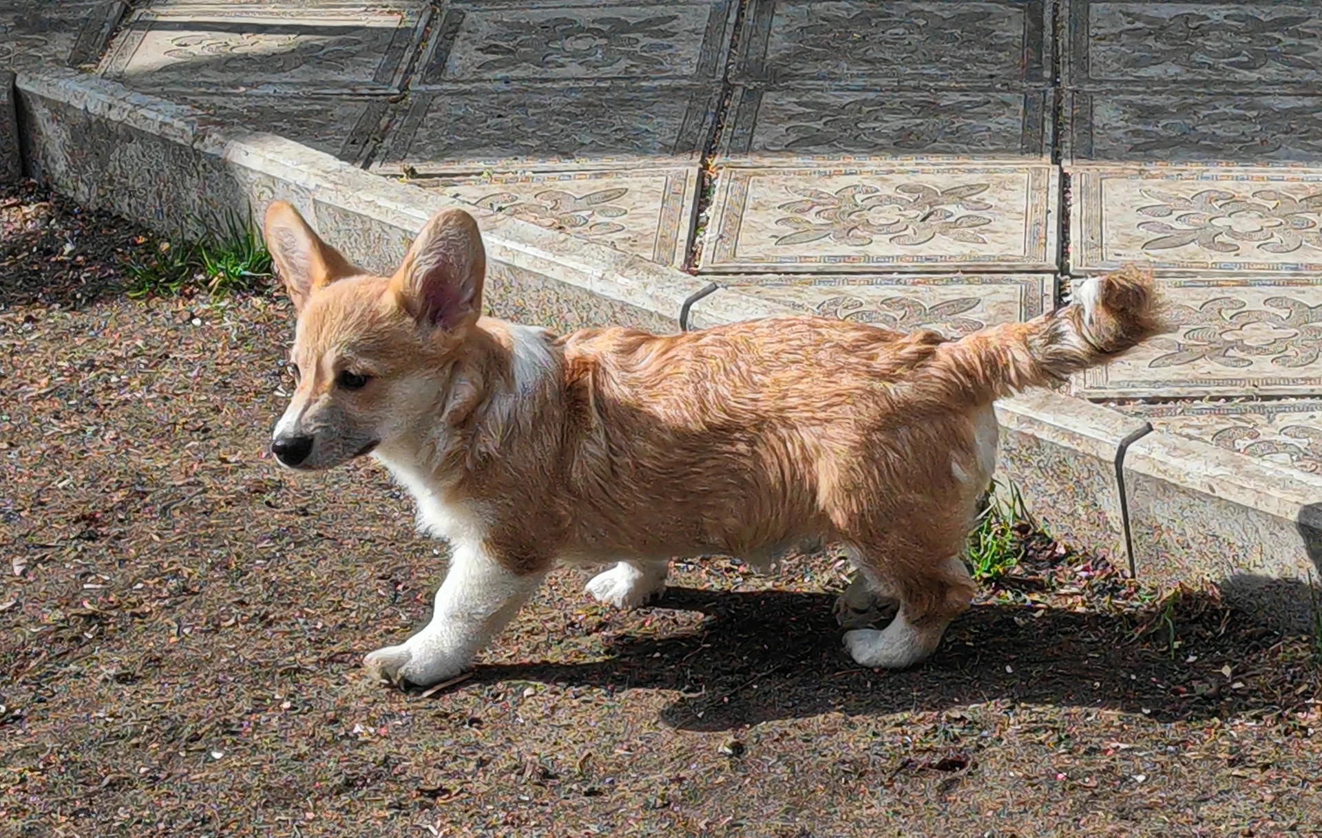 Мальчик корги