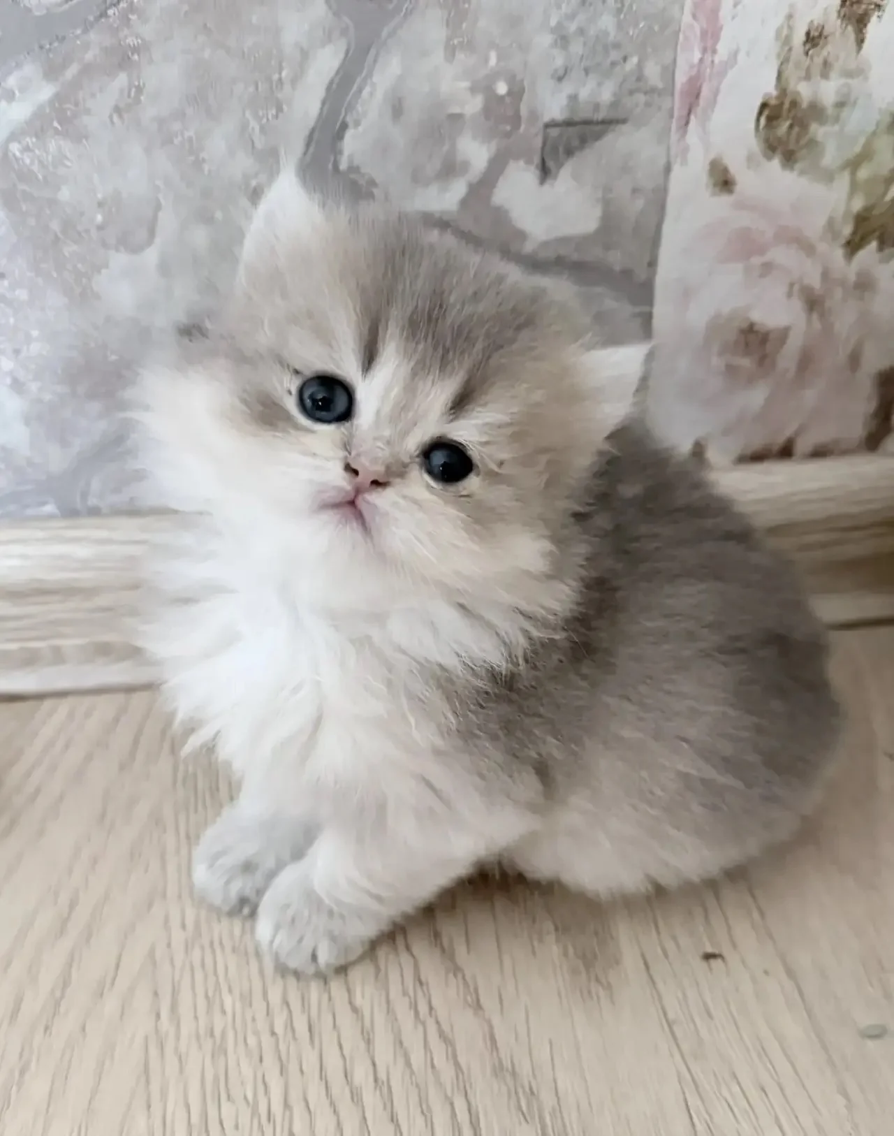 Британские котята - миниатюра 3