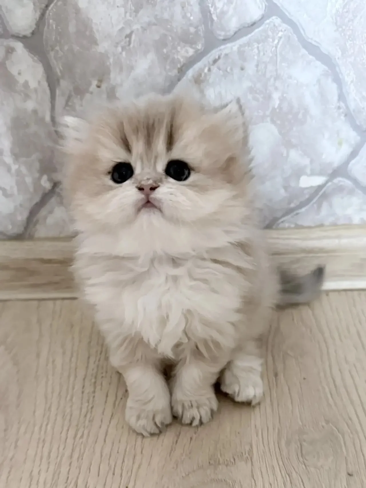 Британские котята - миниатюра 4