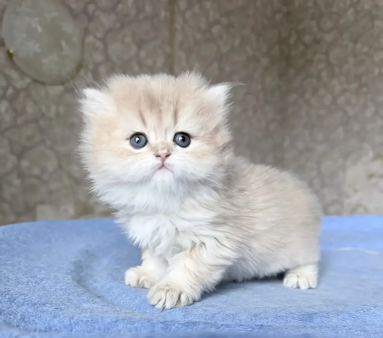 Британские котята - миниатюра 6