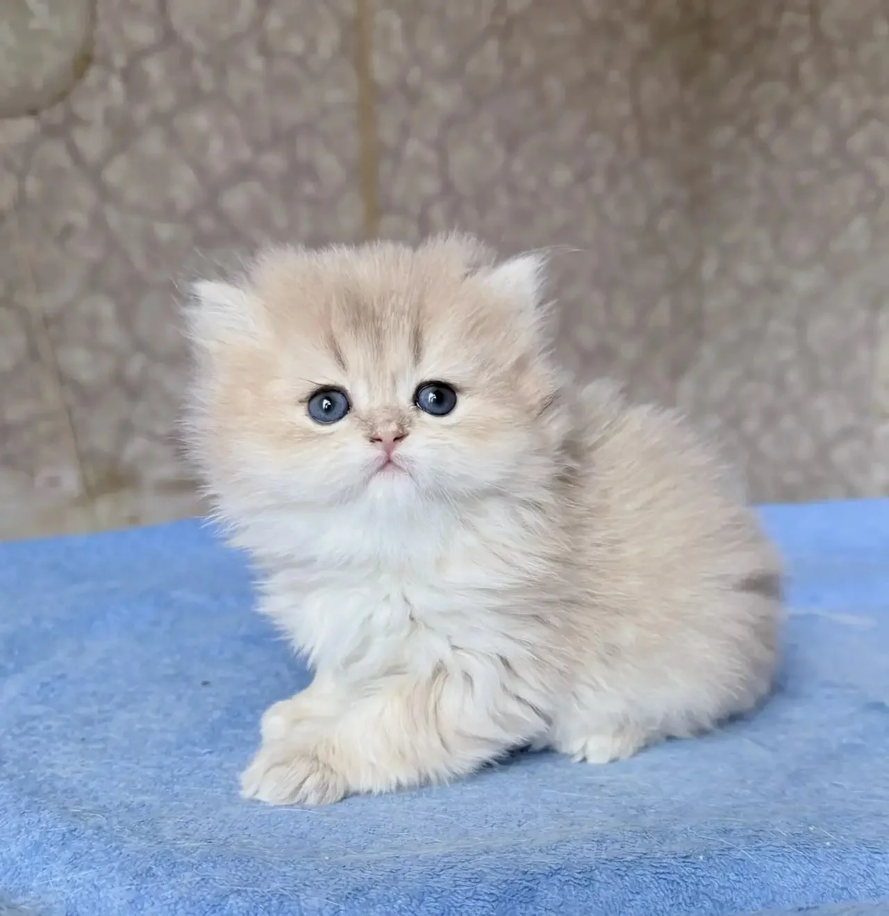 Британские котята - миниатюра 7
