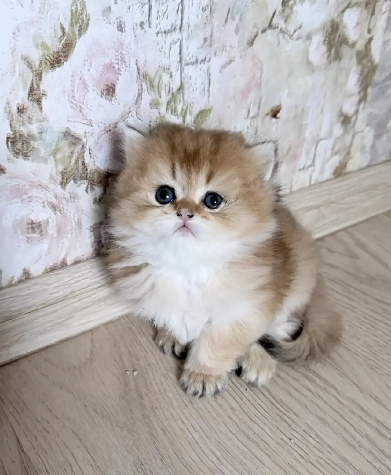 Британские котята - миниатюра 8