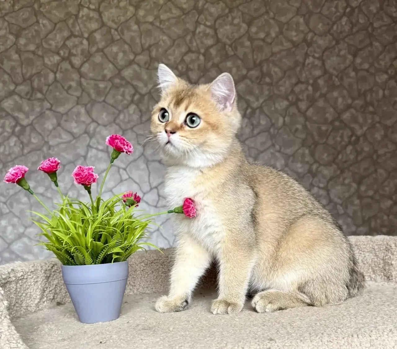 Британский короткошерстный котенок - миниатюра 2