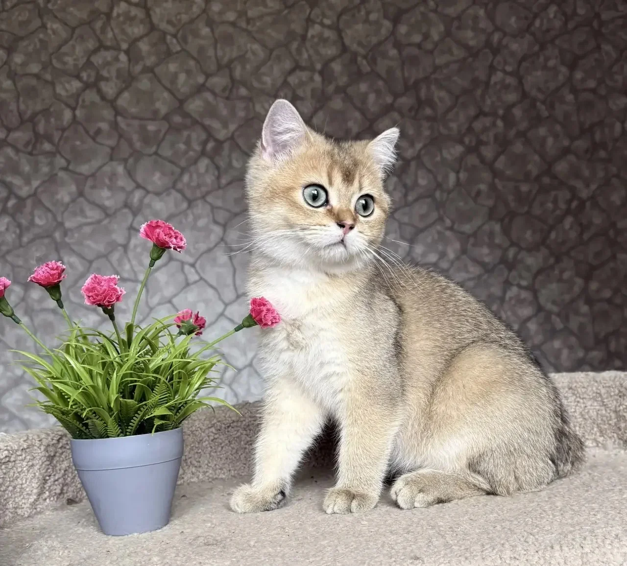 Британский короткошерстный котенок - миниатюра 3
