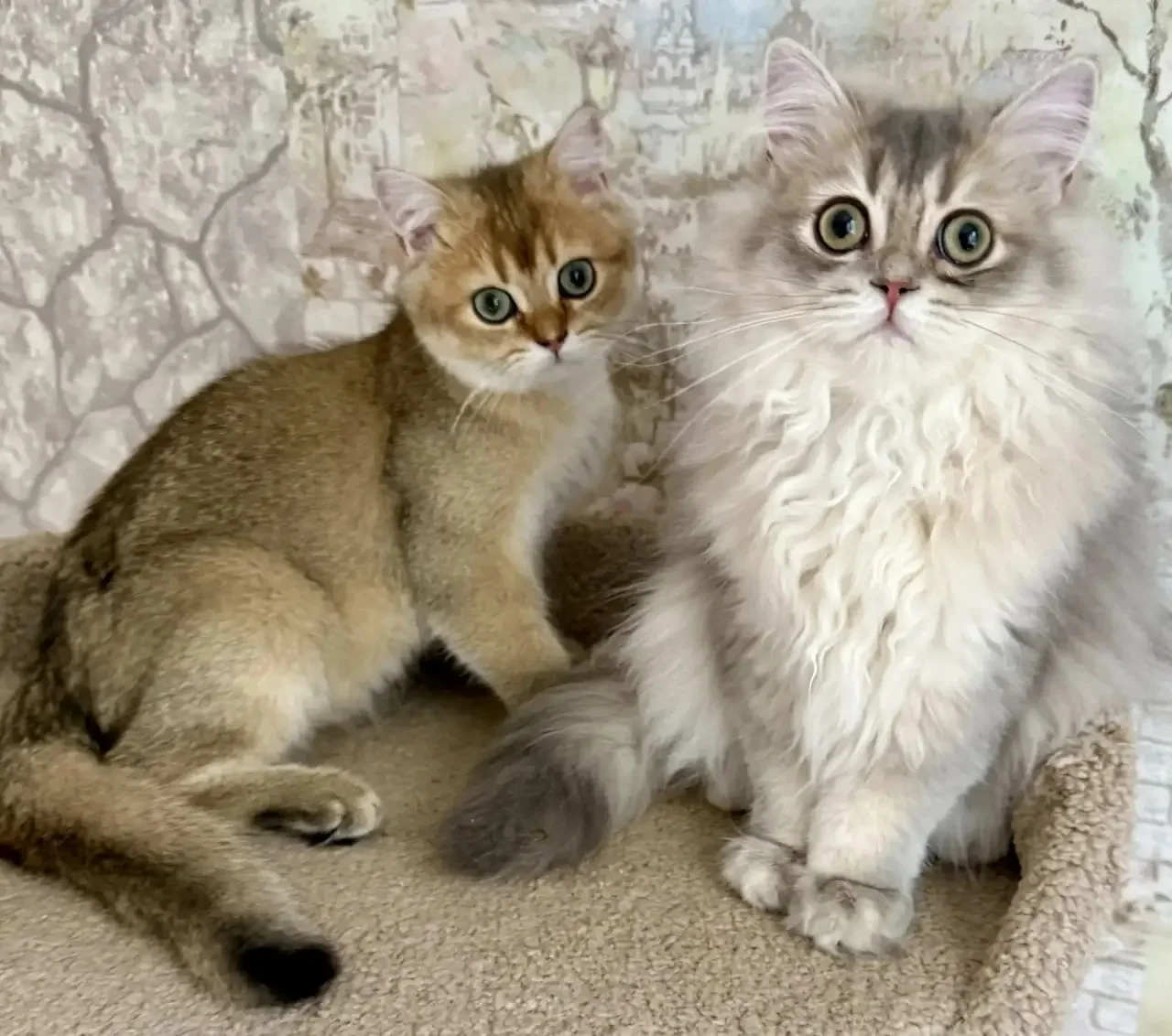 Британский короткошерстный котенок - миниатюра 4