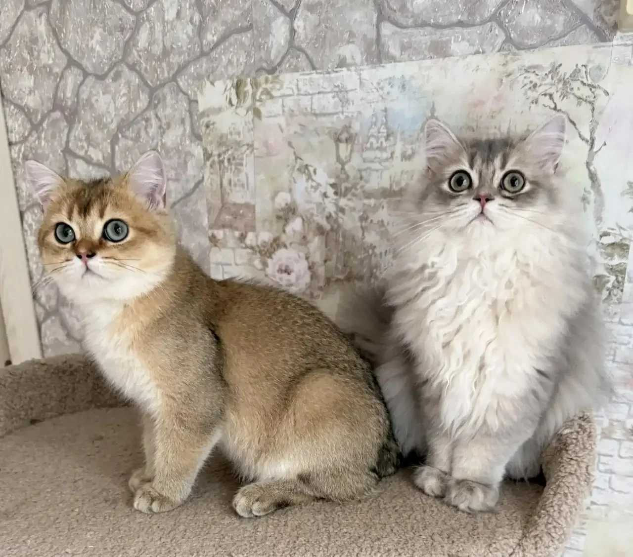 Британский короткошерстный котенок - миниатюра 5