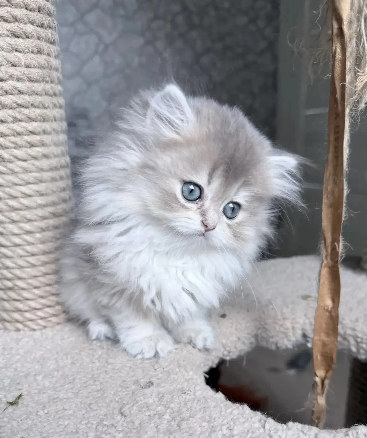 Британский котенок девочка - миниатюра 2