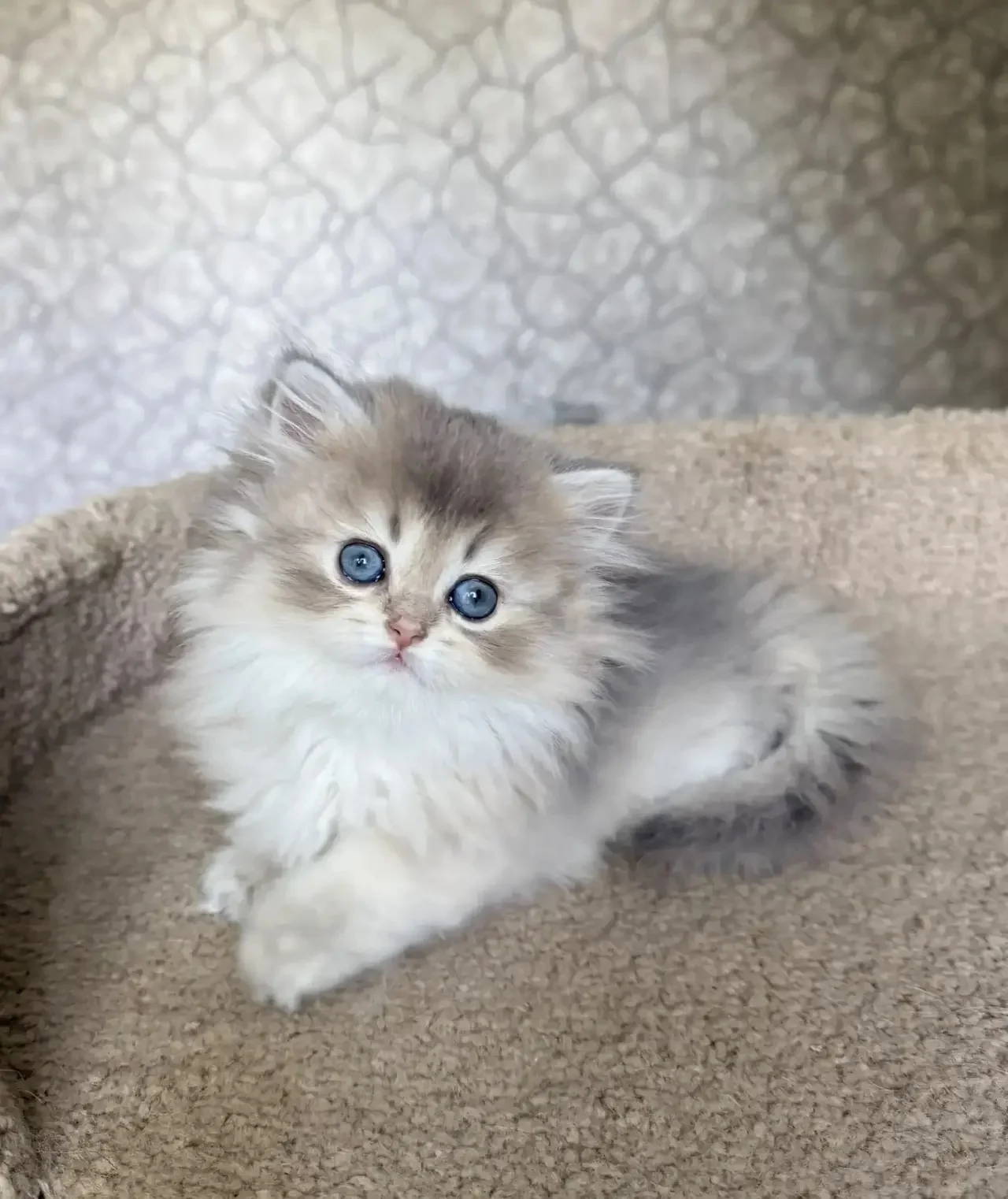Британский котенок девочка - миниатюра 4