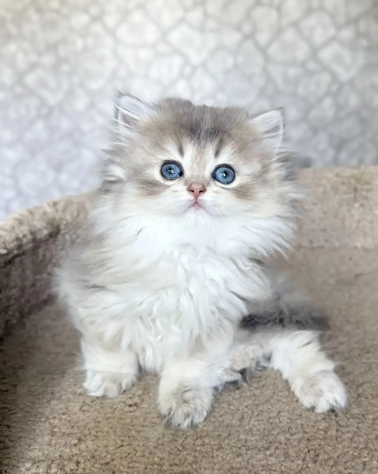 Британский котенок девочка - миниатюра 6