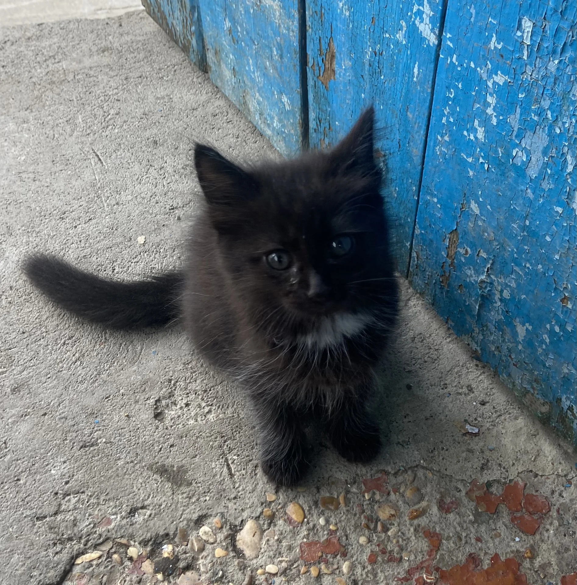 Котята девочки в добрые руки - миниатюра 2