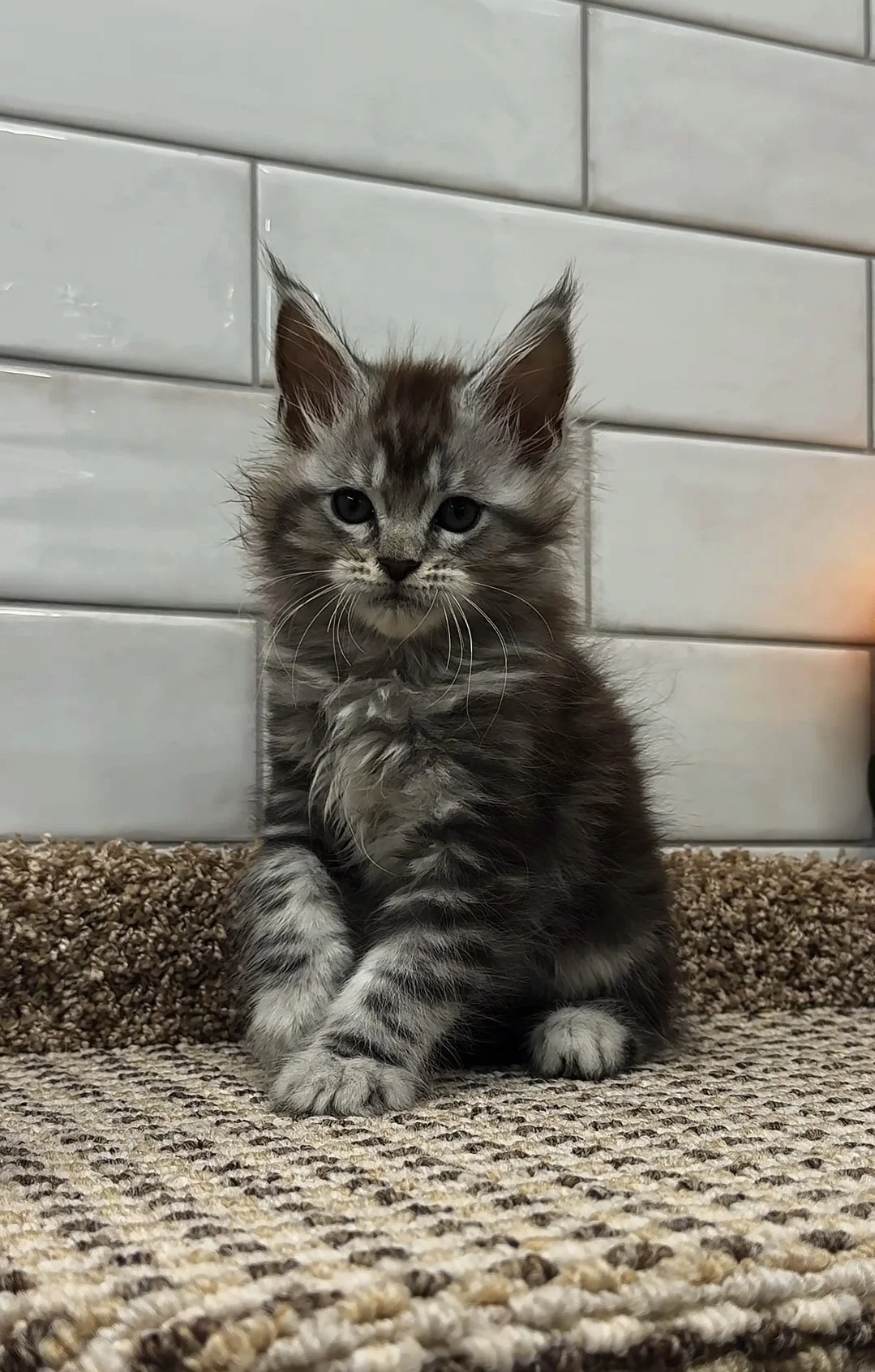 Котенок мейн кун - изображение 1