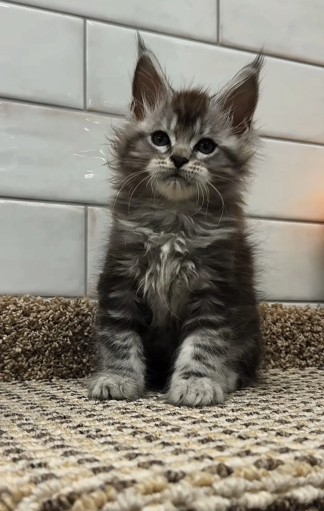 Котенок мейн кун - миниатюра 2