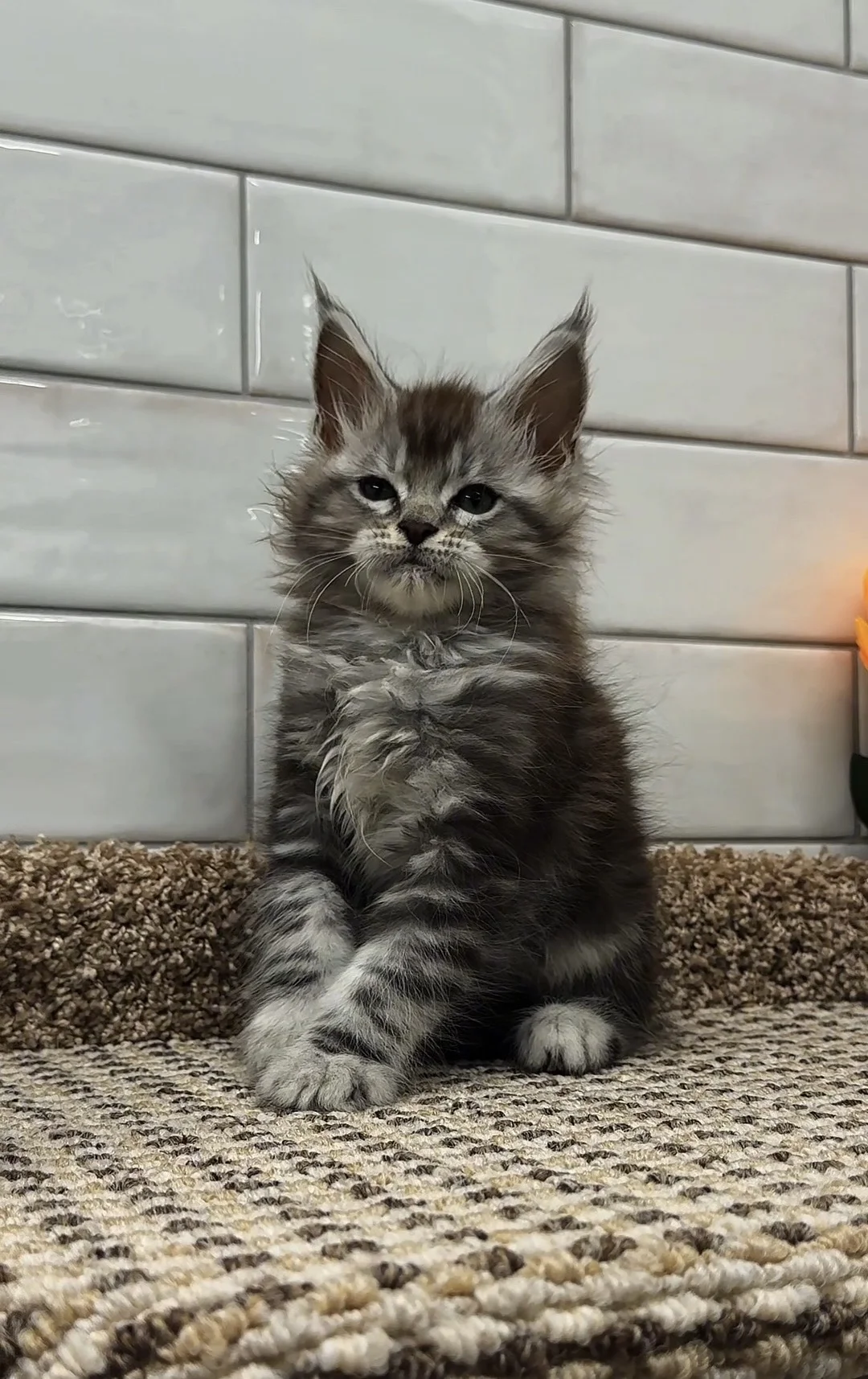 Котенок мейн кун - миниатюра 3