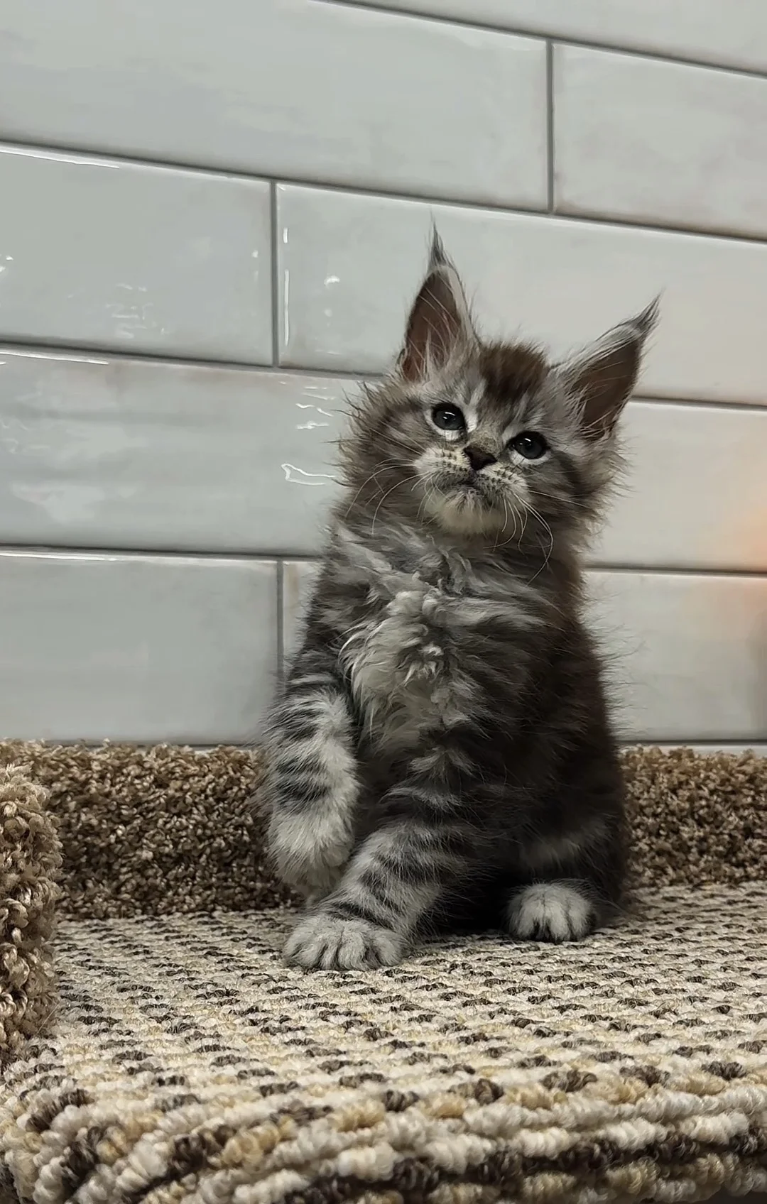 Котенок мейн кун - миниатюра 4
