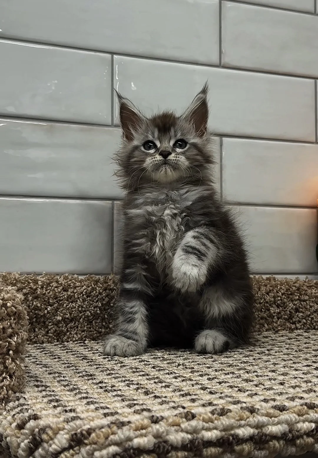 Котенок мейн кун - миниатюра 5