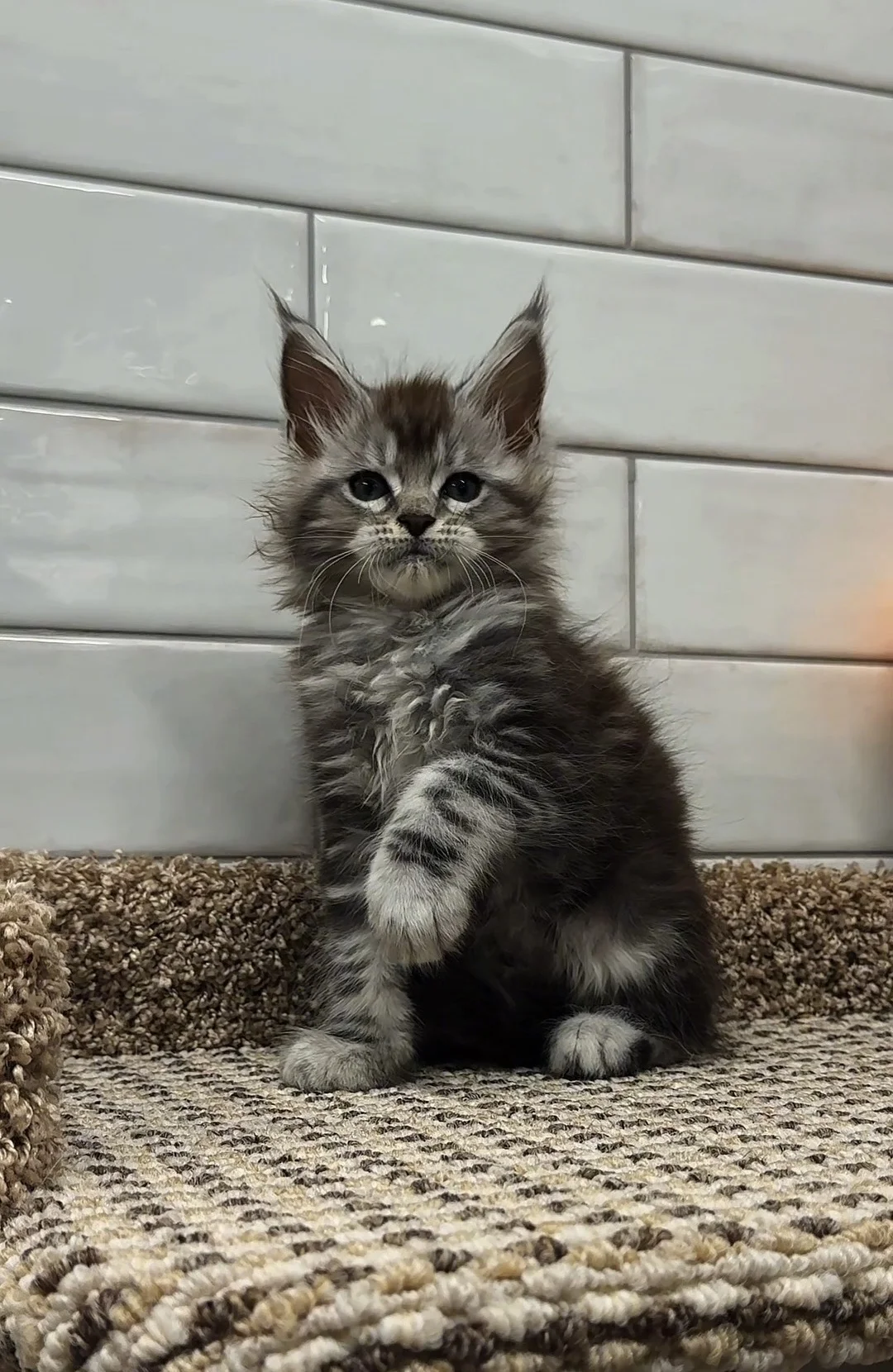 Котенок мейн кун - миниатюра 6