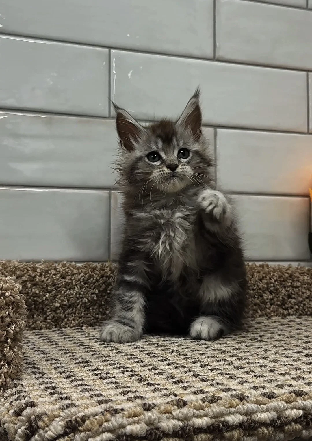 Котенок мейн кун - миниатюра 7