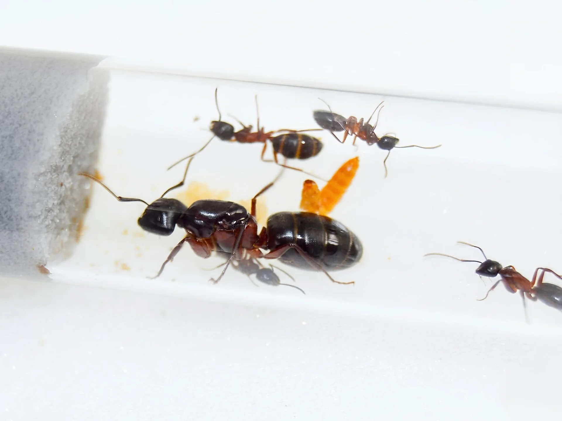Муравьи Camponotus herculeanus - изображение 1