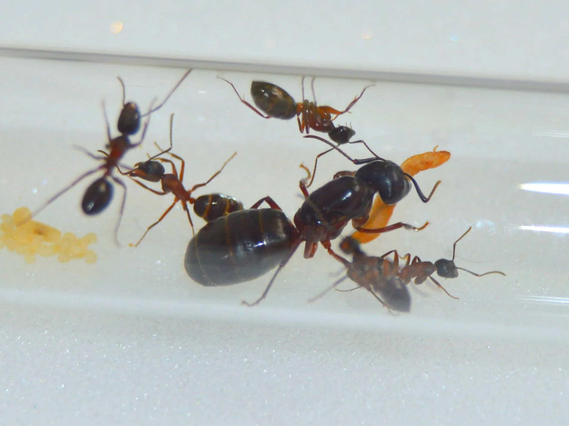 Муравьи Camponotus herculeanus - миниатюра 2