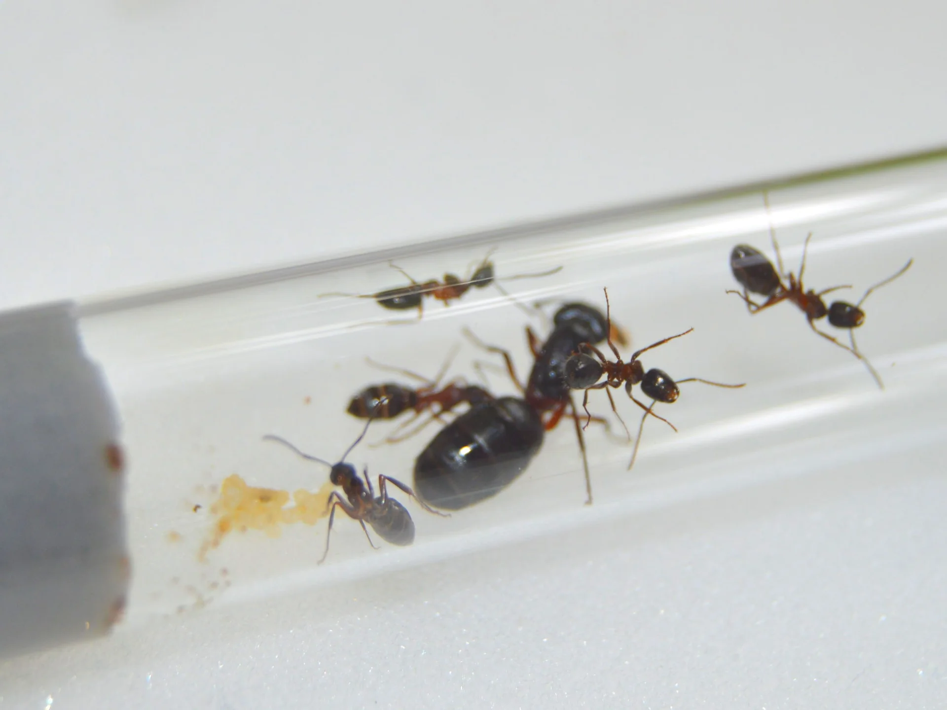 Муравьи Camponotus herculeanus - миниатюра 3