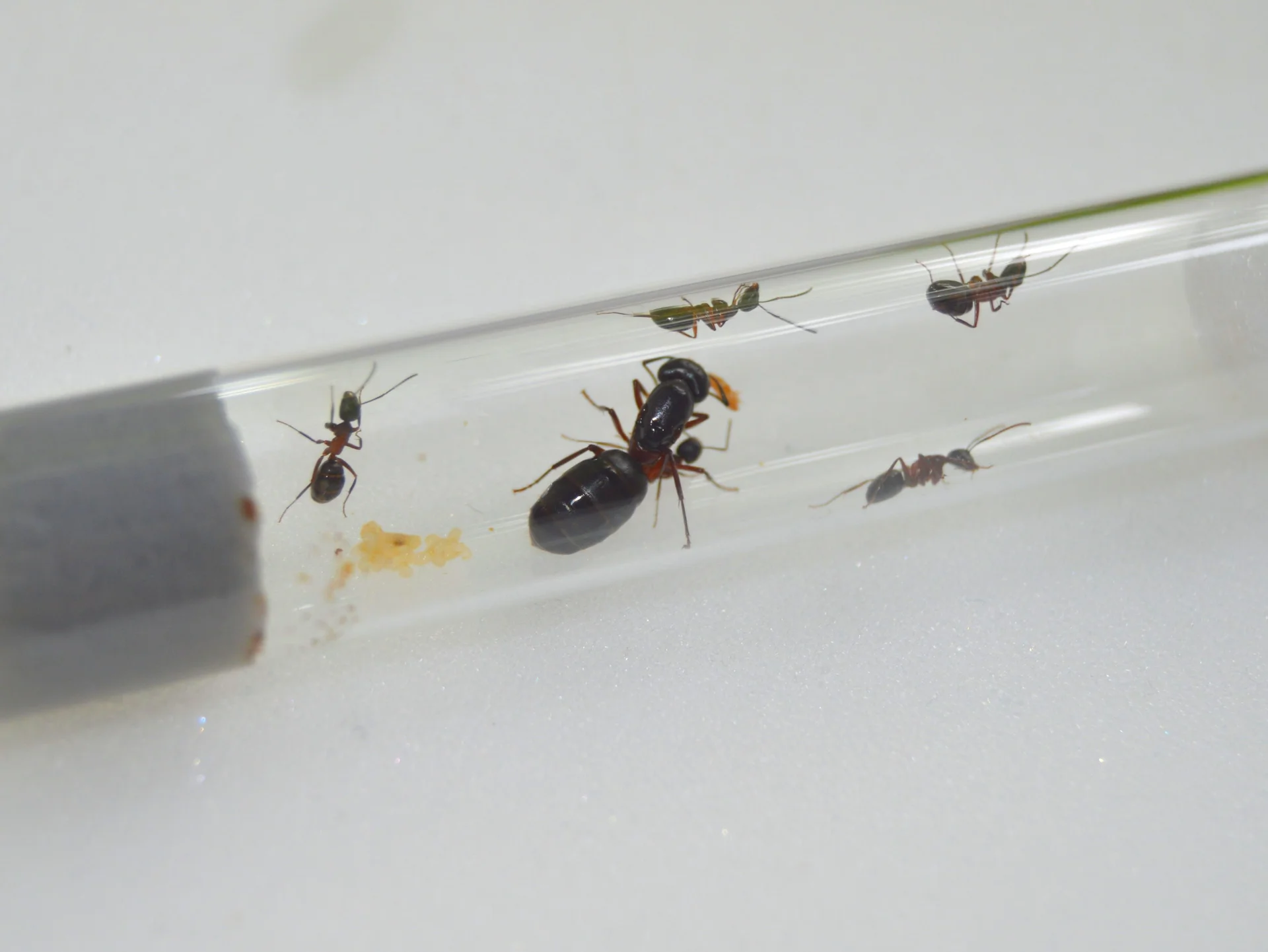 Муравьи Camponotus herculeanus - миниатюра 4