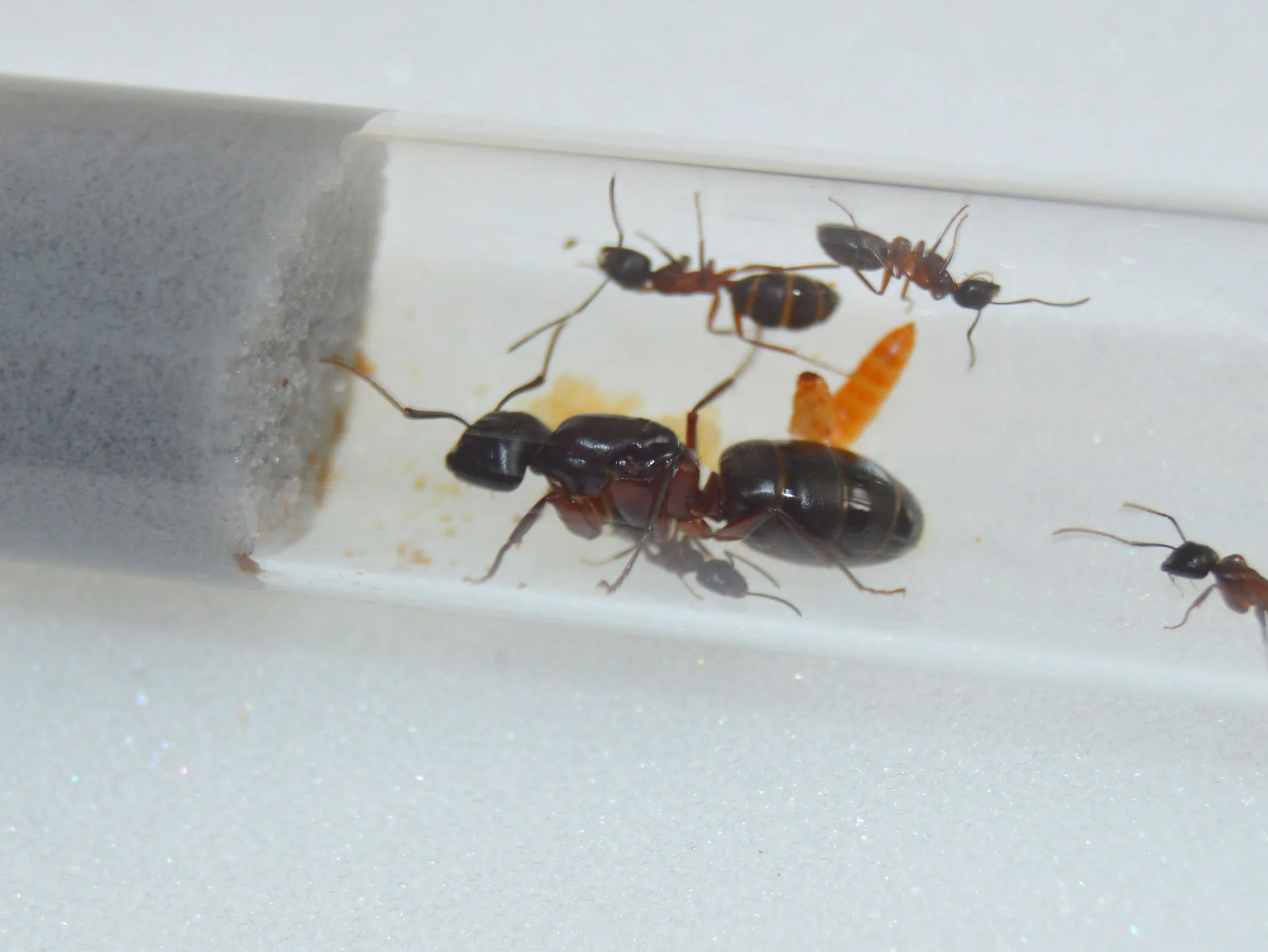 Муравьи Camponotus herculeanus - миниатюра 5