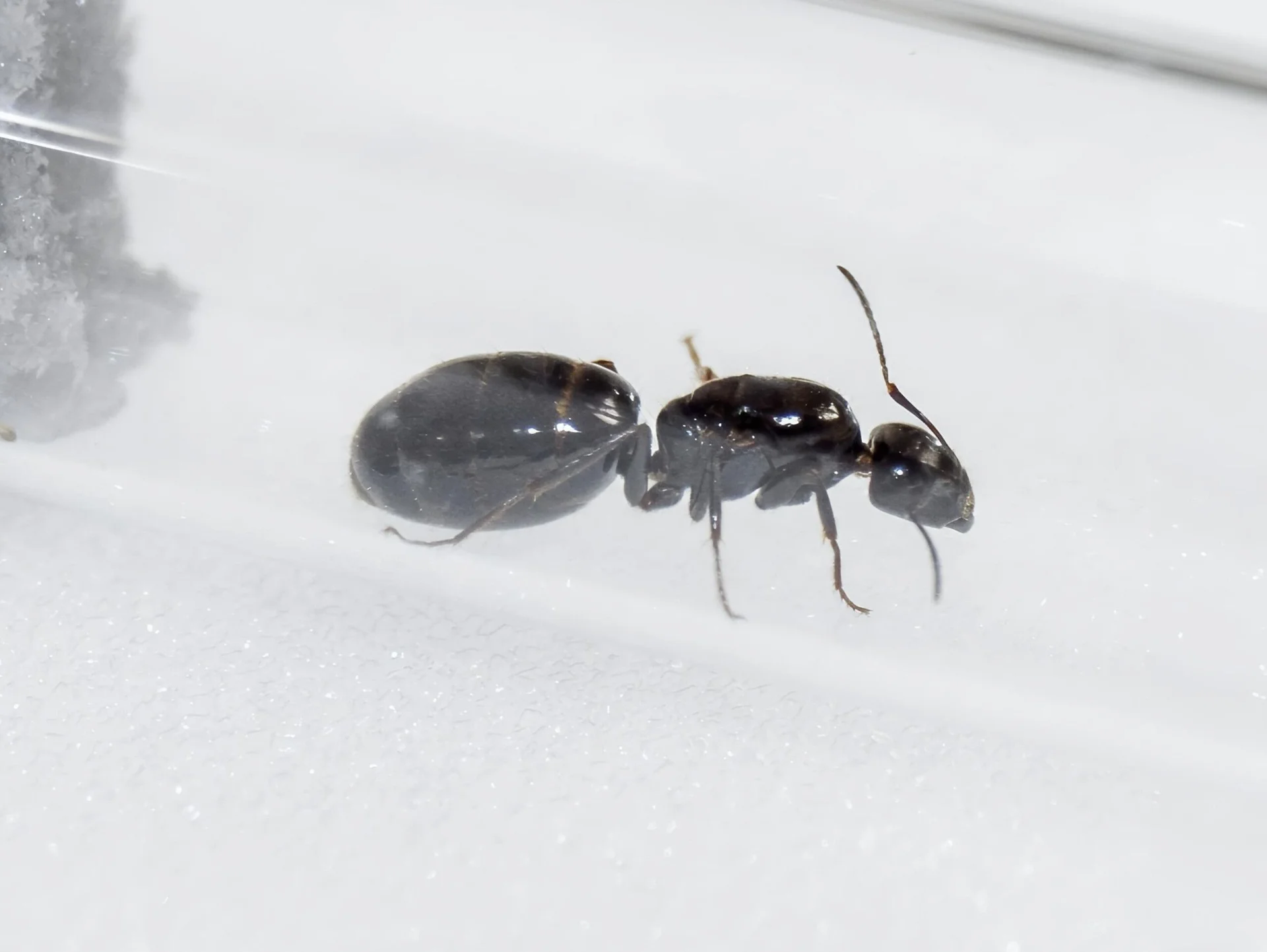 Муравьи Camponotus piceus