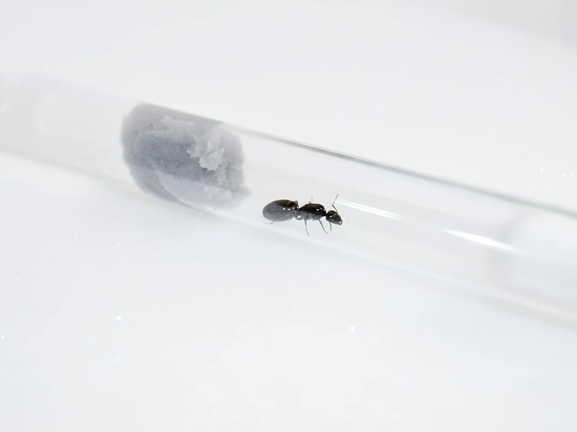 Муравьи Camponotus piceus - миниатюра 2