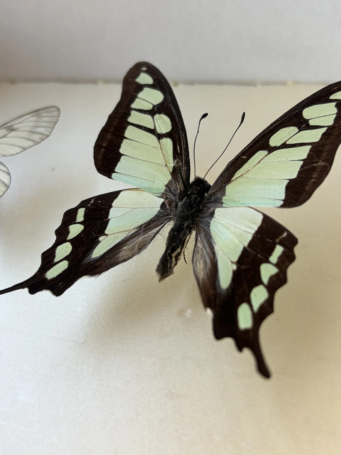 Бабочка Graphium cloanthus - миниатюра 2
