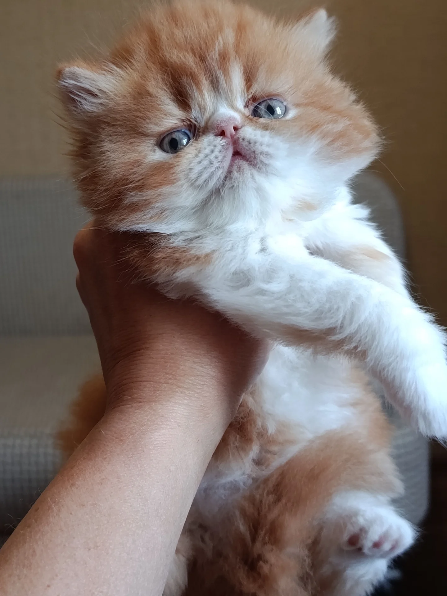 Персидские котята - миниатюра 2