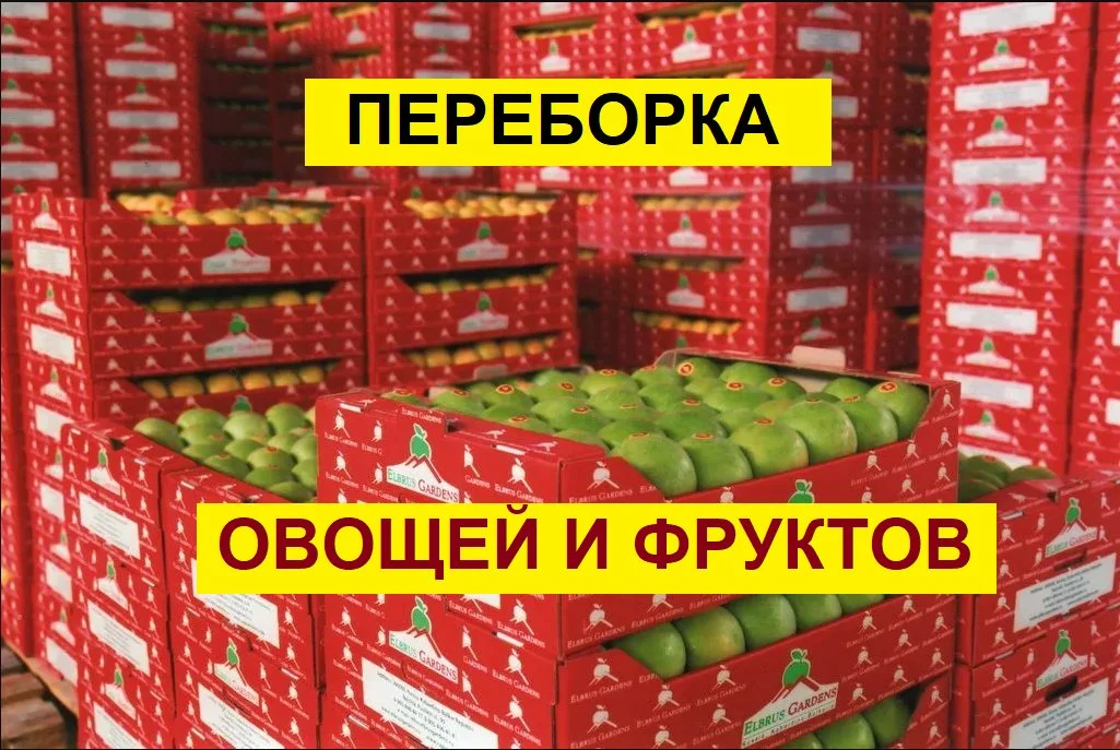 Переборка фруктов и овощей. Кемерово - изображение 1