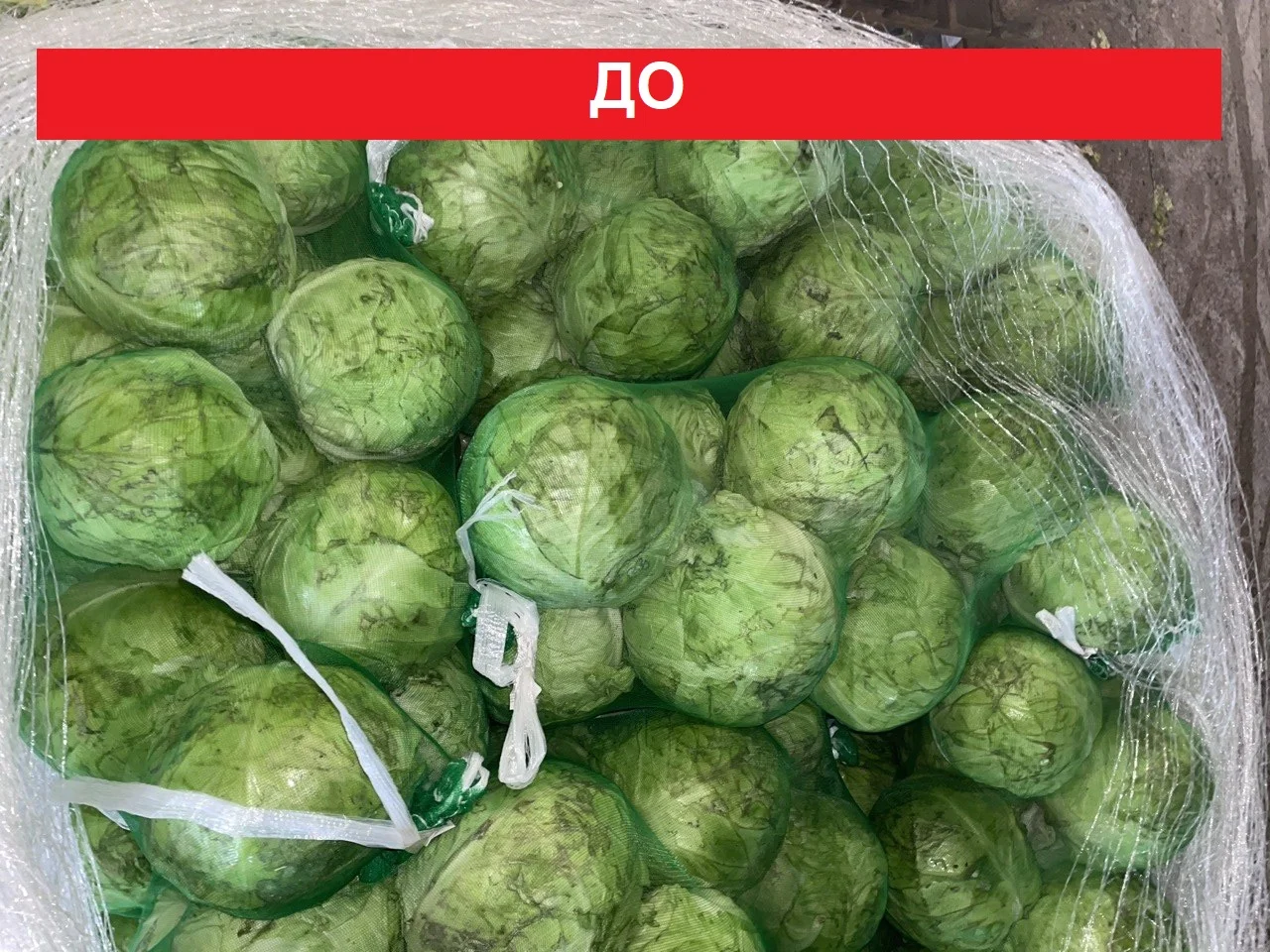 Переборка овощей и фруктов. Новосибирск - миниатюра 2