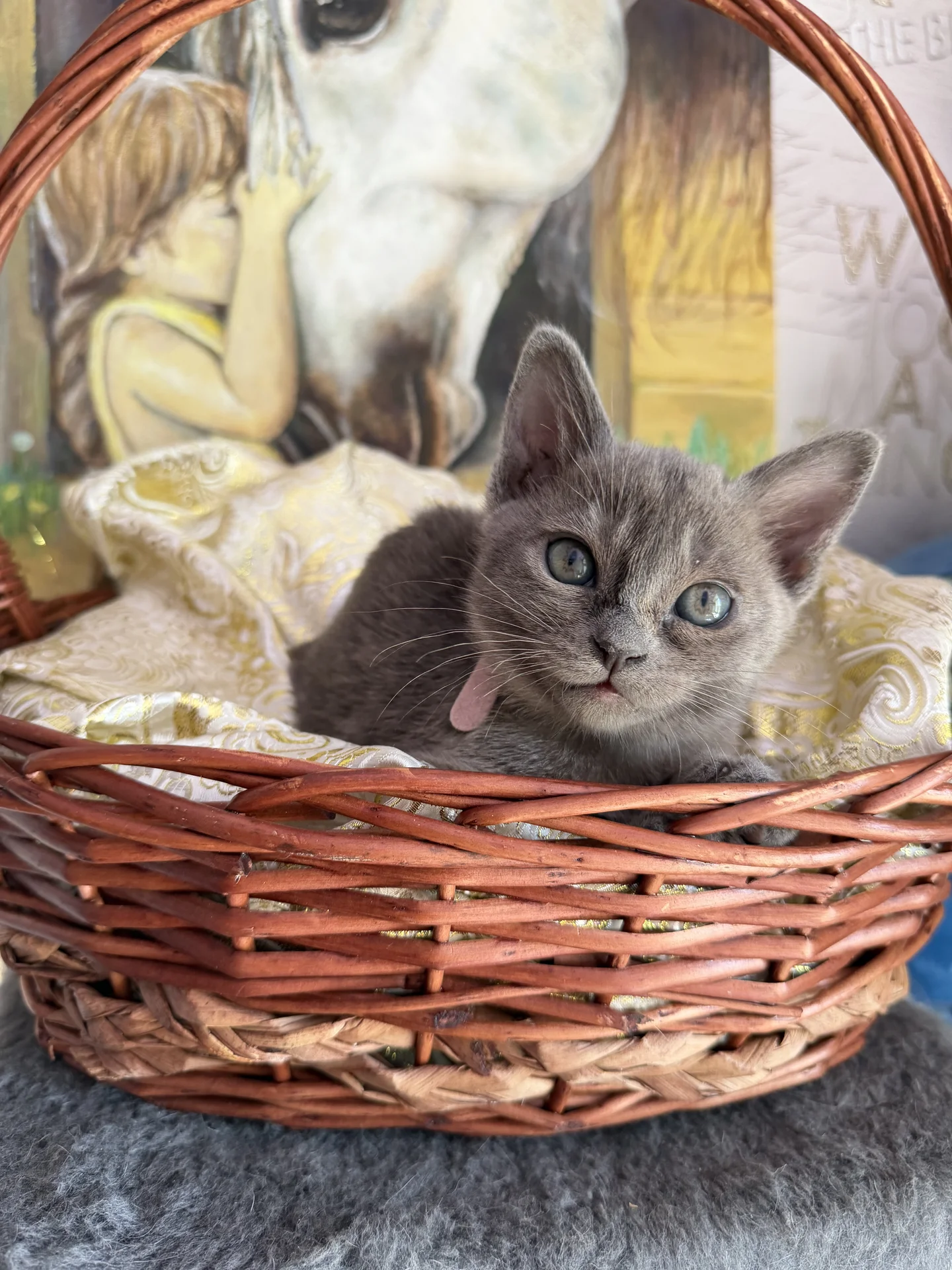 Бурманские котята - изображение 1
