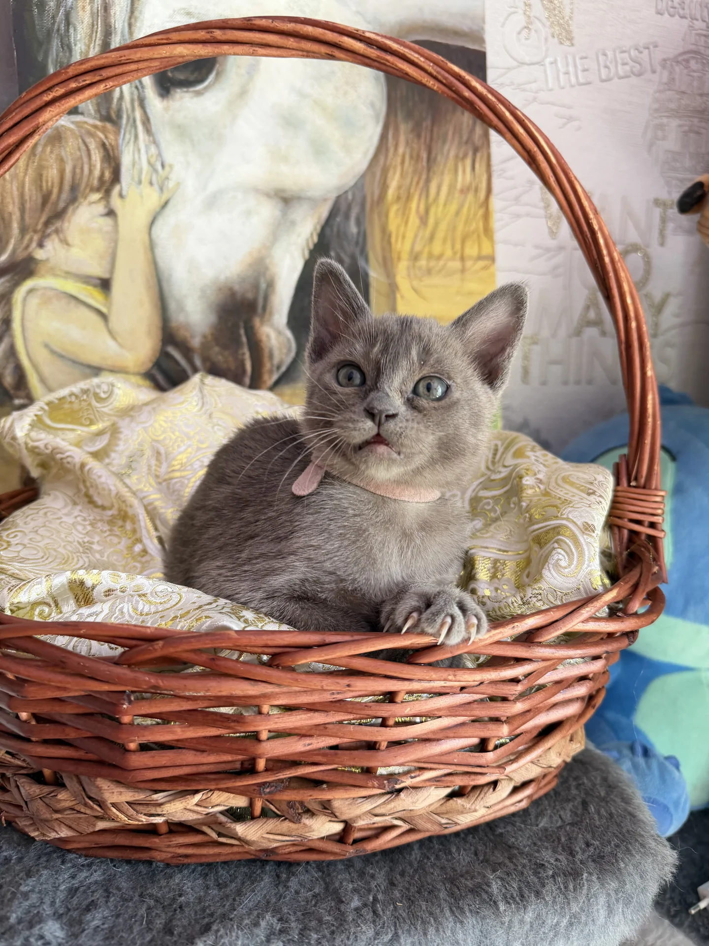 Бурманские котята - миниатюра 2