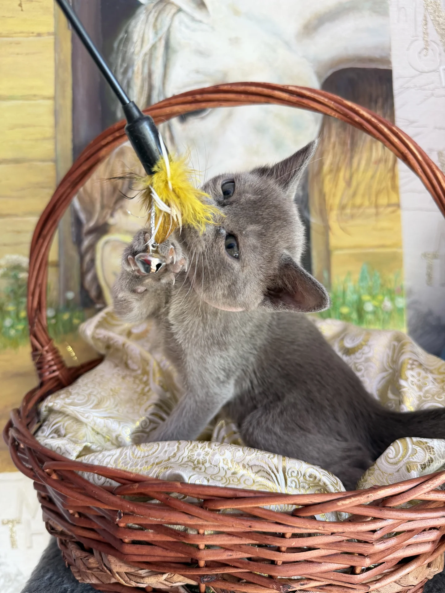 Бурманские котята - миниатюра 3