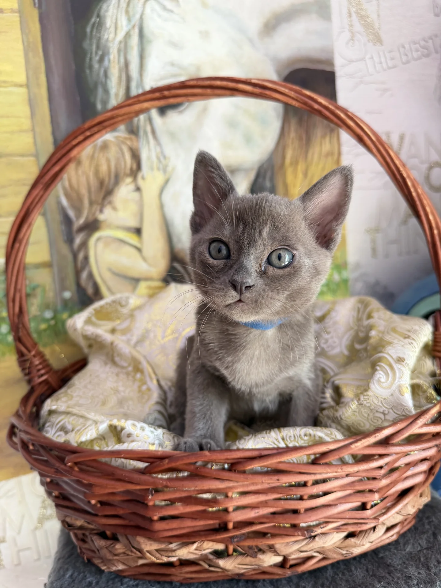 Бурманские котята - миниатюра 5