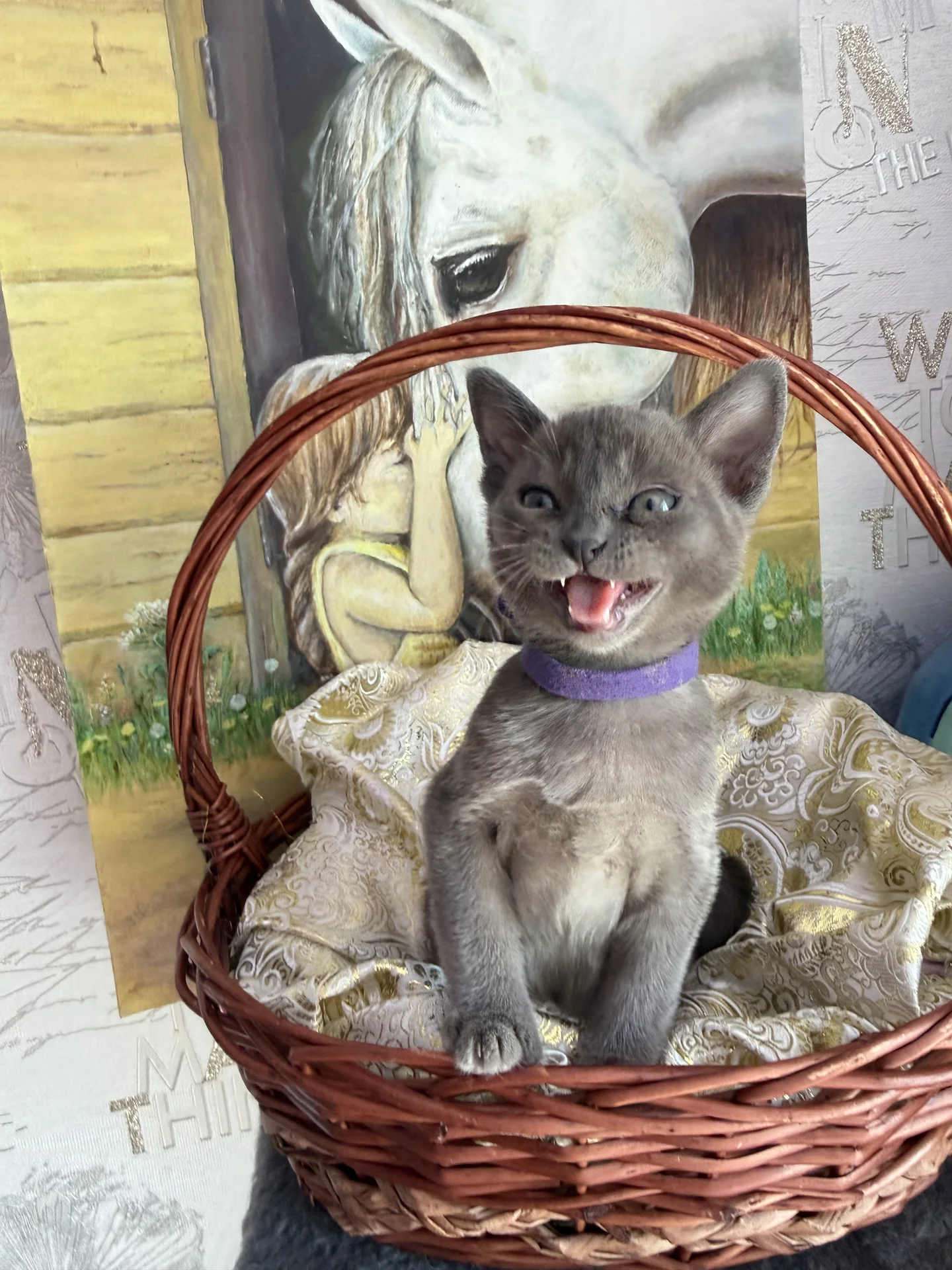 Бурманские котята - миниатюра 6