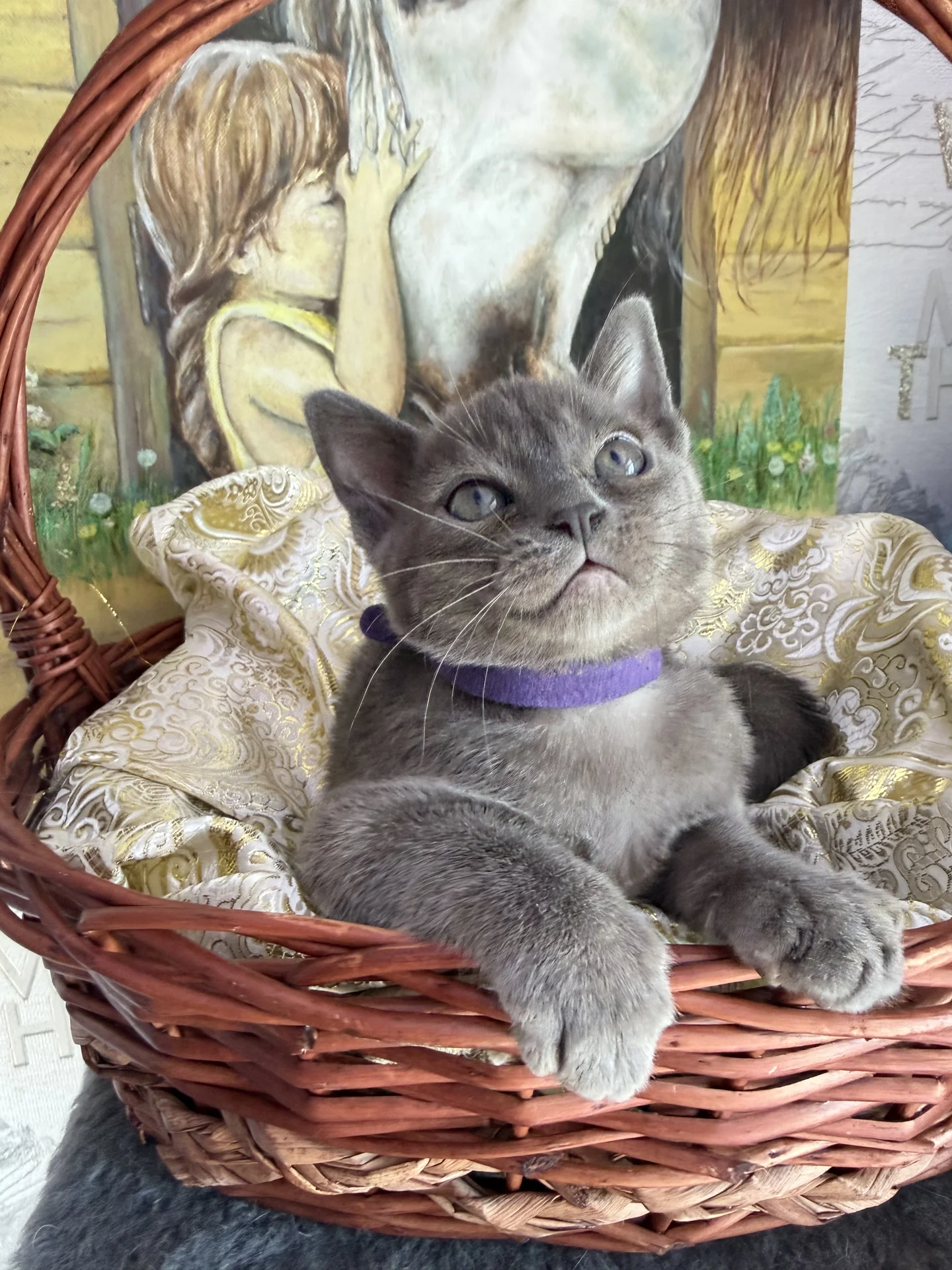 Бурманские котята - миниатюра 7