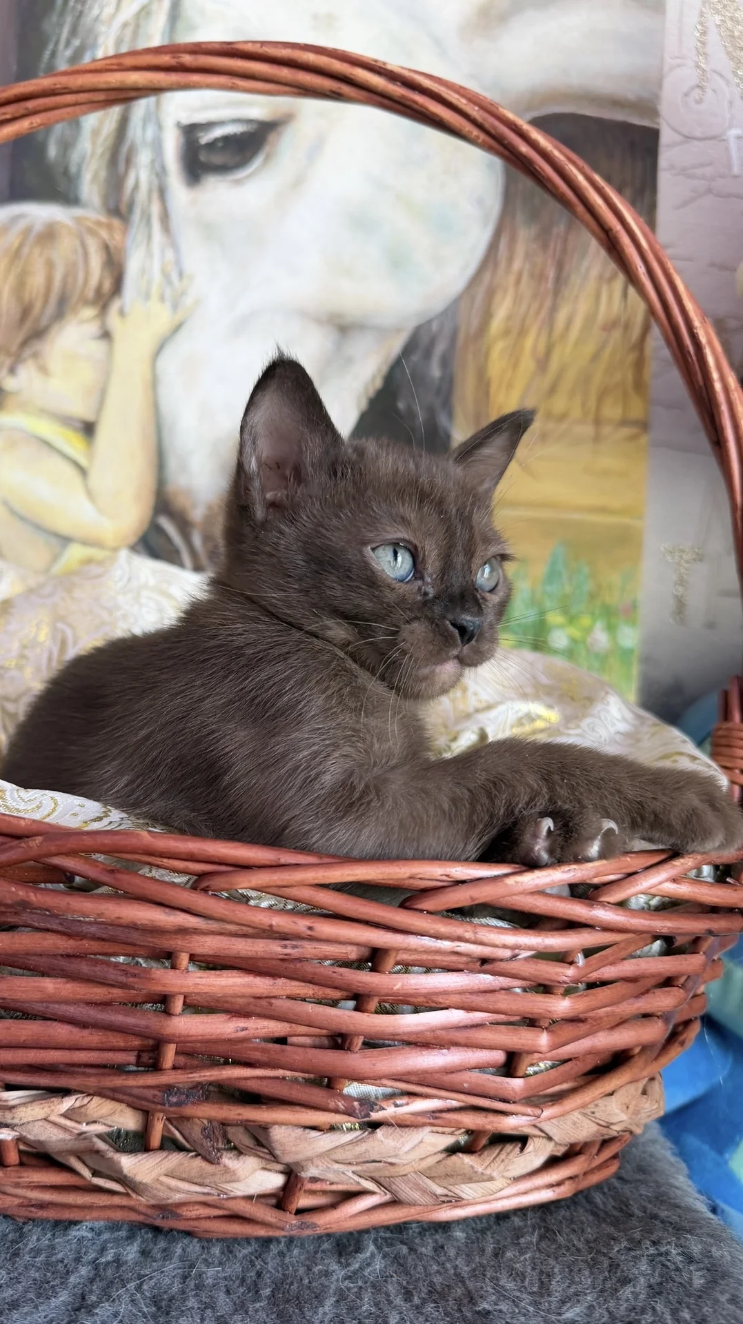 Бурманские котята - миниатюра 8