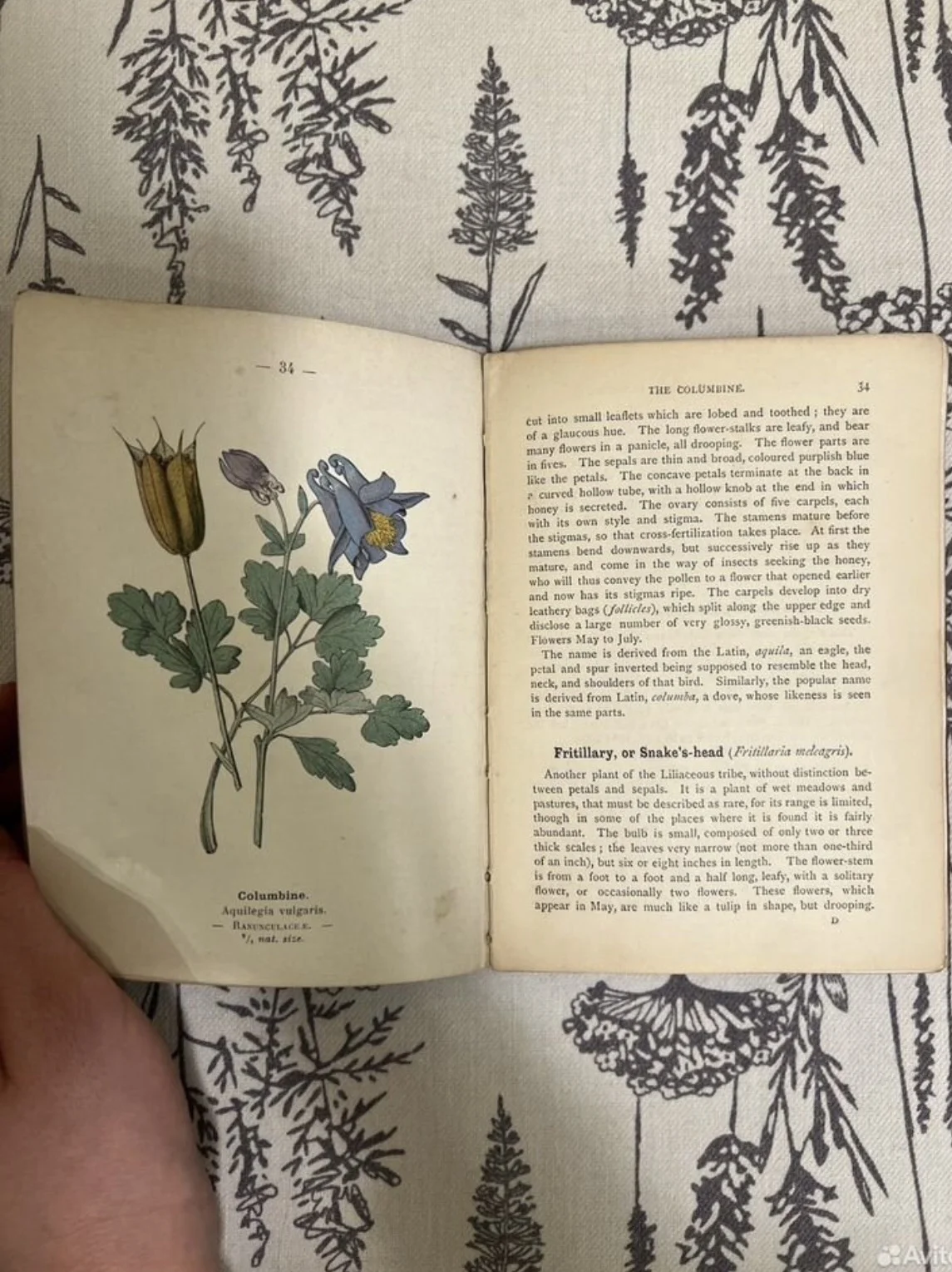 Wayside and Woodland Blossoms - миниатюра 3