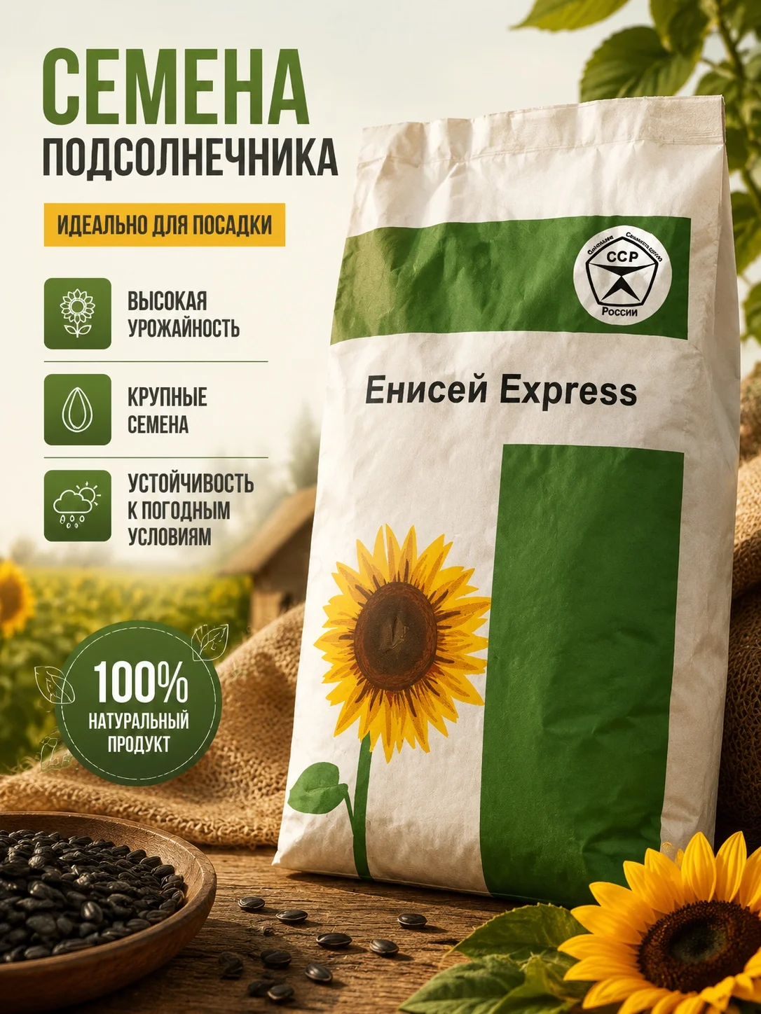 Семена подсолнечника Енисей Экспресс (урожай 2025) - изображение 1