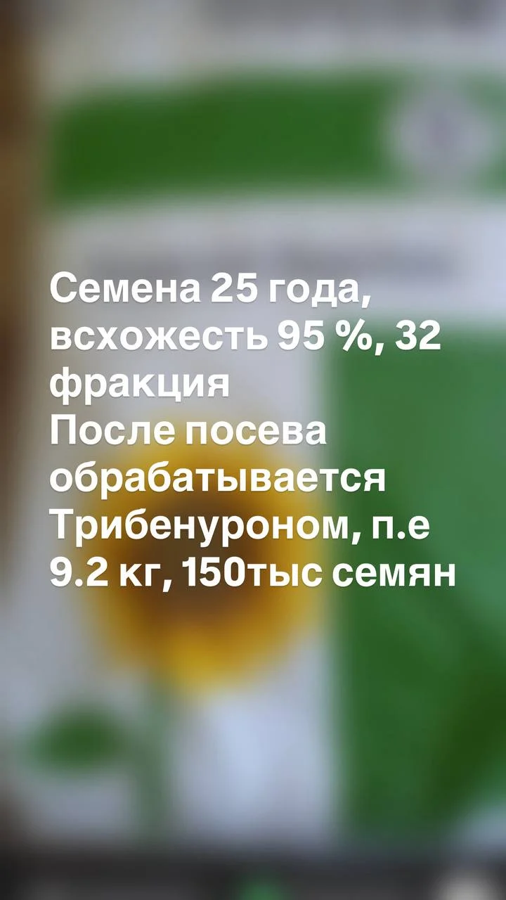 Семена подсолнечника Енисей Экспресс (урожай 2025) - миниатюра 3