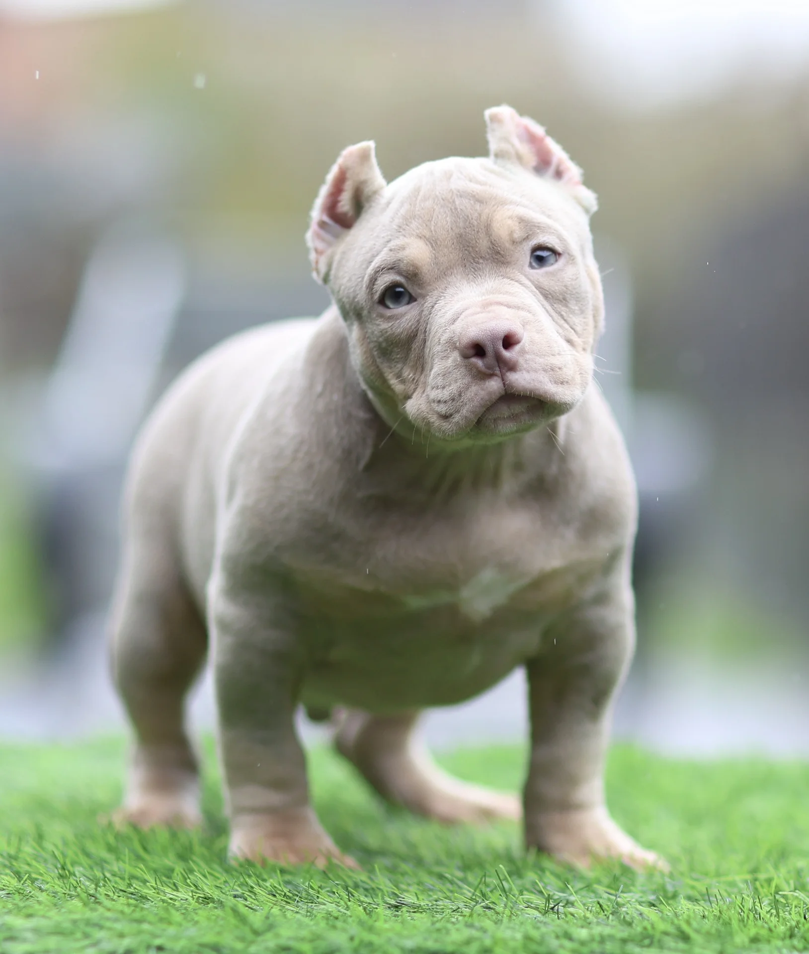 American Bully щенок покет - миниатюра 2