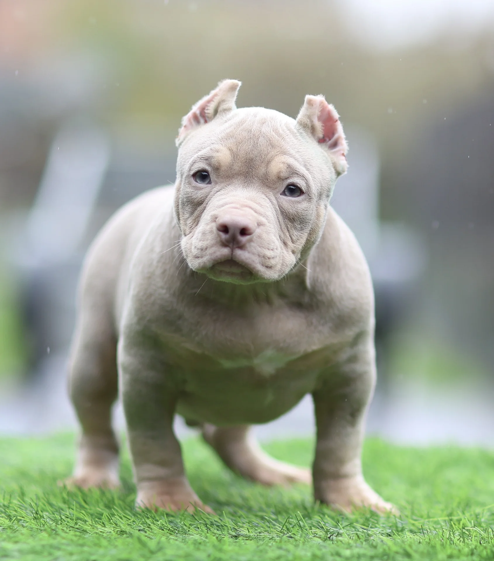 American Bully щенок покет - миниатюра 3