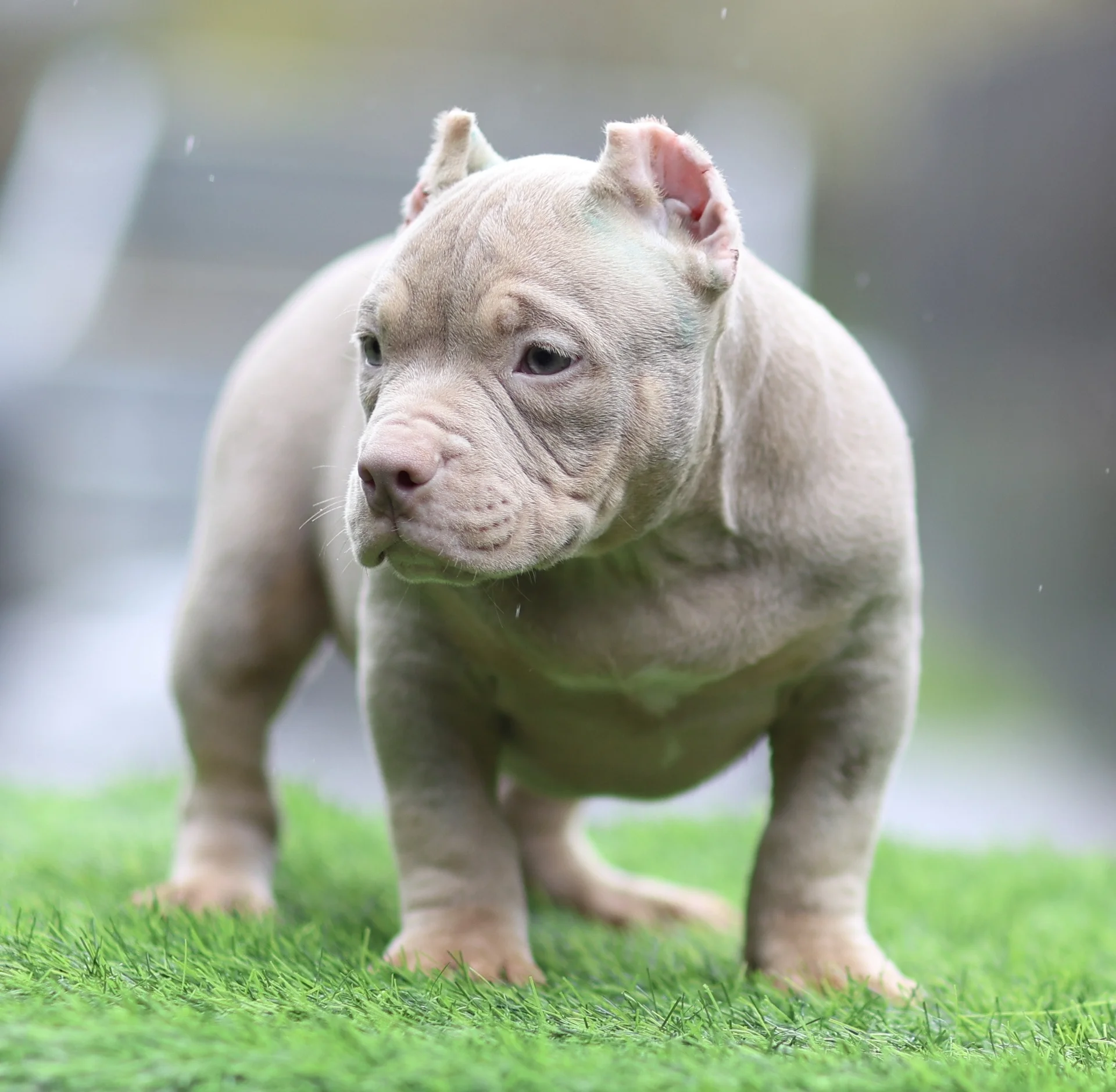 American Bully щенок покет - миниатюра 4
