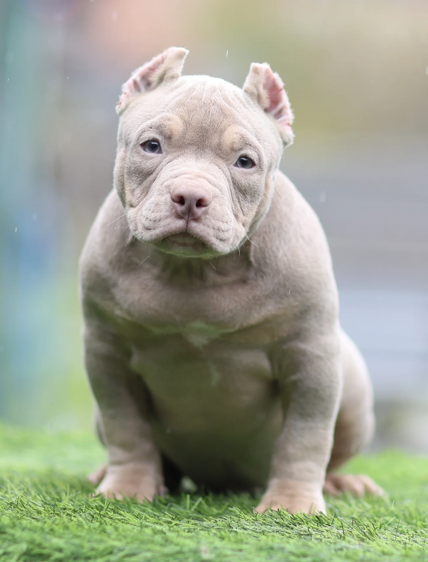 American Bully щенок покет - миниатюра 5